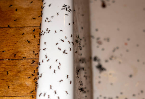 Best Flea Control Services  in Benton City, WA