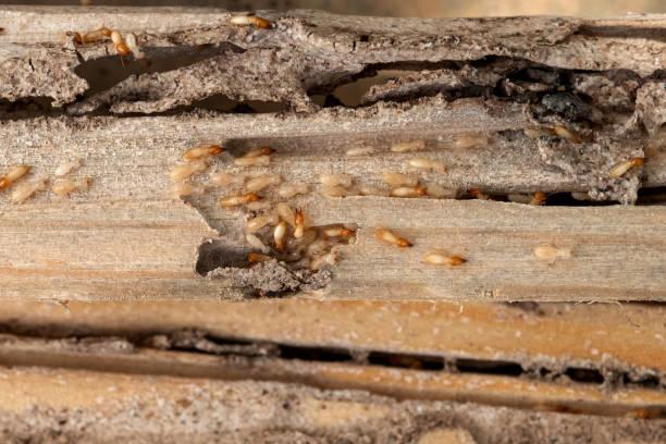Best Flea Control Services  in Benton City, WA